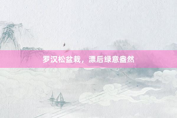 罗汉松盆栽，漂后绿意盎然